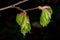 Young lime leaves. Budding Linden