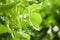 Young linden tree with leaves and green buds outdoors on spring day, closeup