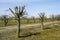 Young linden trees in spring with branches trimmed by an arborist