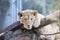 The young lion of Berber look majestic dark background