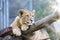 The young lion of Berber look majestic dark background