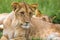 A young lion in close-up, the face of a nearly sleeping lion