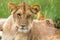 A young lion in close-up, the face of a nearly sleeping lion