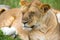 A young lion in close-up, the face of a nearly sleeping lion