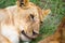 A young lion in close-up, the face of a nearly sleeping lion