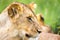 A young lion in close-up, the face of a nearly sleeping lion