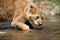 Young lion cub drink water