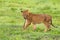 Young Lion Cub playing fetch with wooden stick. Wet youngling in rain at Ngorongoro Crater, Tanzania, Africa