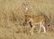 A young Lion cub walking through the tall dry yellow African Plains in Hwange National Park, Zimbabwe