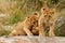 Young lion cubs