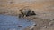 Young Lion drinking water from river