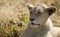 Young Lion enjoying the African savannah environment of South Africa is the star of the safaris