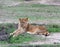 Young Lion in grass in Kenya