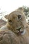 Young lion grooming in front of camera