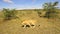 Young lion hunting in savanna at africa