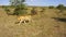 Young lion hunting in savanna at africa