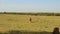 Young lion hunting in savanna at africa