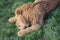 Young lion licks a piece of meat lying on the green grass