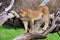 Young lion posing on a fallen log