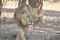 A Young Lion On The Prowl For A Warthog It Was Chasing, This Was In The South Luangwa Area Of Zambia.JPG