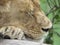 young lion sleeping on a trunk