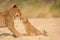 Young lion and small lion cub interacting in sandy riverbed in Kruger Park South Africa