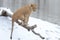 Young lion in the snow4