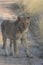 Young lion standing on a sand road looking watchful