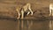 A young lion tests the water with its paw at Masai Mara, Kenya