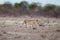 Young lion walking in savanna field