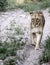 A young lion walks along a dirt road