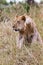 The young lion is wary. Savannah Masai Mara. Kenya, Africa