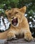 Young lion yawns. Funny expression muzzles. Savannah. National Park. Kenya. Tanzania. Maasai Mara. Serengeti.