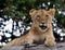 Young lion yawns. Funny expression muzzles. Savannah. National Park. Kenya. Tanzania. Maasai Mara. Serengeti.