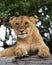 Young lion yawns. Funny expression muzzles. Savannah. National Park. Kenya. Tanzania. Maasai Mara. Serengeti.