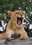 Young lion yawns. Funny expression muzzles. Savannah. National Park. Kenya. Tanzania. Maasai Mara. Serengeti.