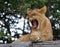 Young lion yawns. Funny expression muzzles. Savannah. National Park. Kenya. Tanzania. Maasai Mara. Serengeti.