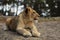 Young lioness cube lying down . Panthera leo. Lion kitten relaxing