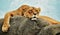 Young lioness lounges in the midday heat with the rest of the lions in the pride