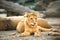 Young lioness relaxing