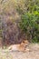 A young lioness is resting in a dense bush. Kenya, Africa