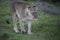 Young lioness in South Africa