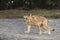 Young lioness walk near forest - Panhera leo