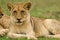 Young Lions in the Bush in South Africa