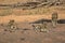 Young lions having rest at kruger