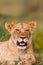 Young lions of the Marsh Pride relax in the grass of the Masai Mara