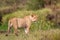 Young lions of the Marsh Pride relax in the grass of the Masai Mara