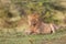 Young lions of the Marsh Pride relax in the grass of the Masai Mara