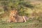 Young lions of the Marsh Pride relax in the grass of the Masai Mara