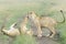 Young lions Panthera leo playing together